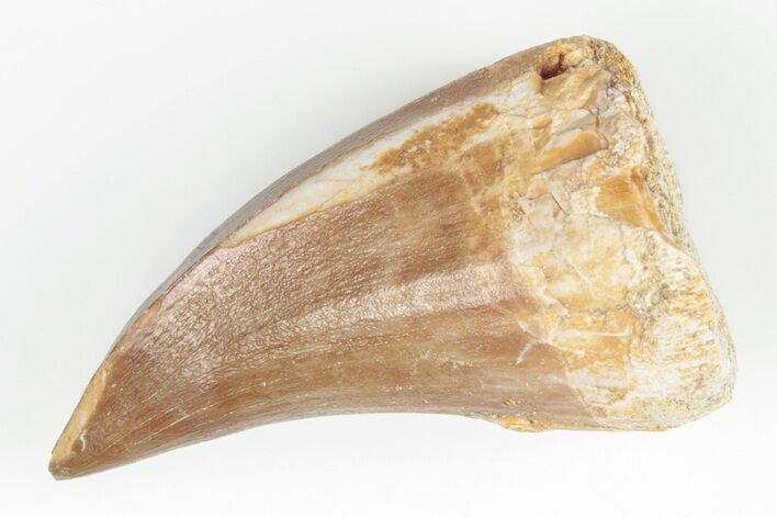 1.75" Fossil Mosasaur (Mosasaurus) Tooth - Morocco